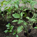 Seră de grădină profesională Demetra Italia, 18m2, 4-4.5-2.5m